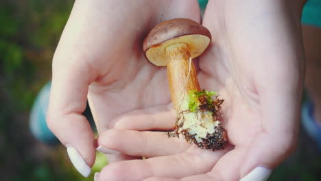 forest mushrooms searching and picking activity. little boletus in woman hands