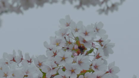 clustered cherry blossoms with white petals and red stamens in focus