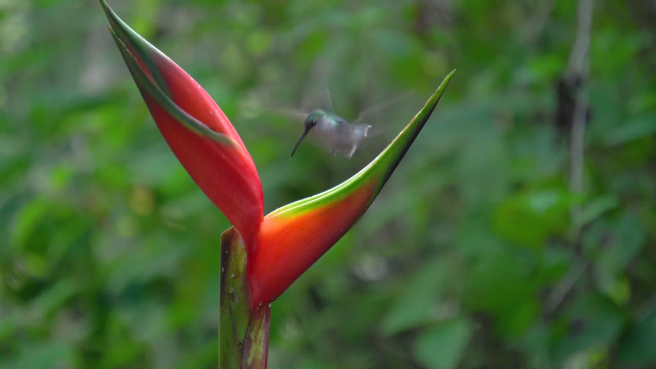 Due graziosi esemplari di colibrì sciabola dal petto grigio su un fiore.