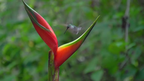 two cute grey-breasted sabrewing bird specimens  flower