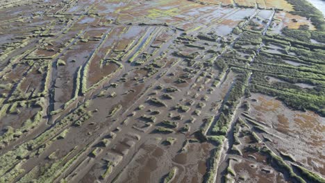 ria de aveiro - marshes of the aveiro estuary in portugal