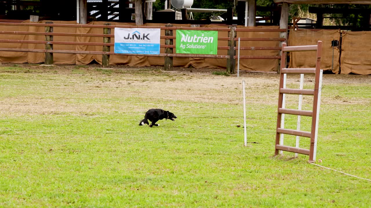 Cattle dog herds livestock through pasture, overcast daylight, wide shot, steady camera, rural Australia