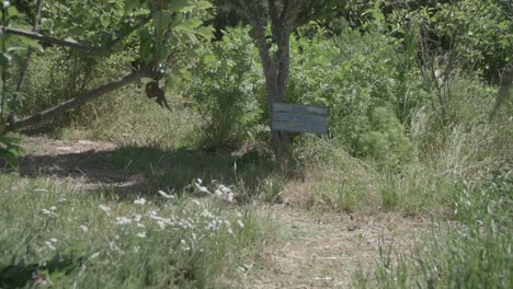 a-sign-in-a-field-with-trees