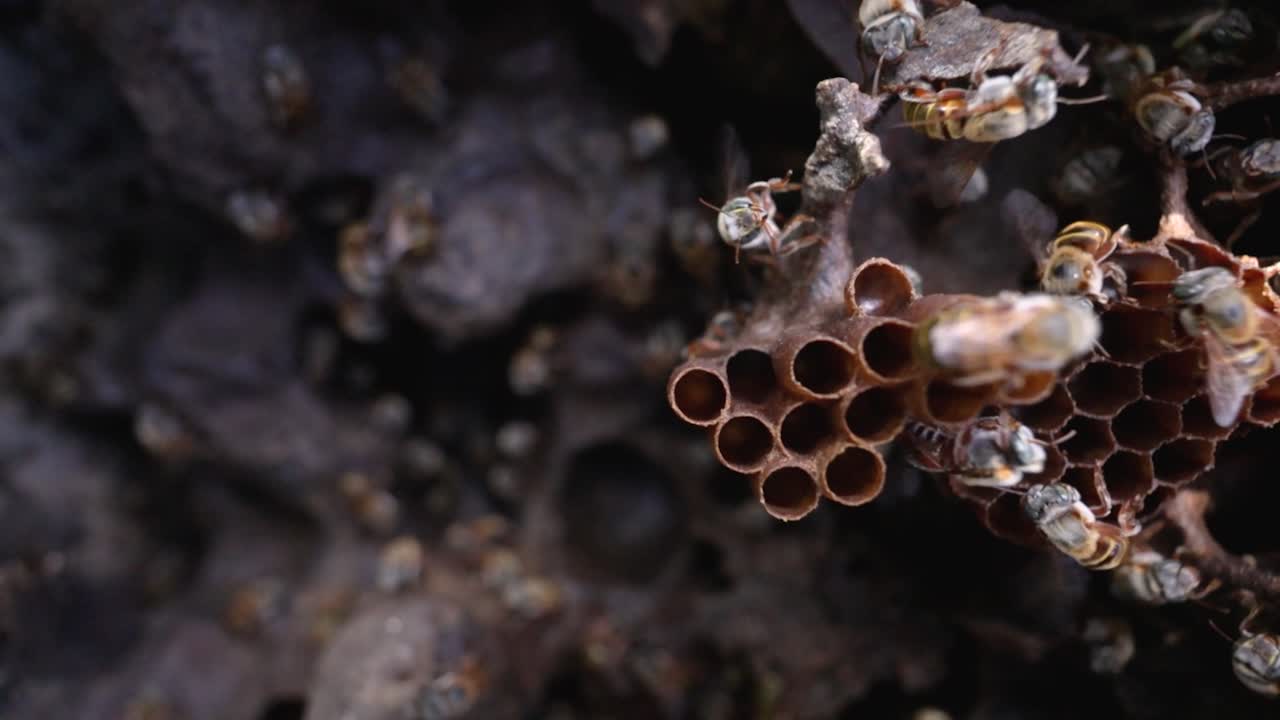 Rule-of-thirds macro shot in 4 K: crisp honeycomb and melipona activity occupy the right side, leaving negative space left for text or graphics. Soft bokeh reveals deeper hive layers.