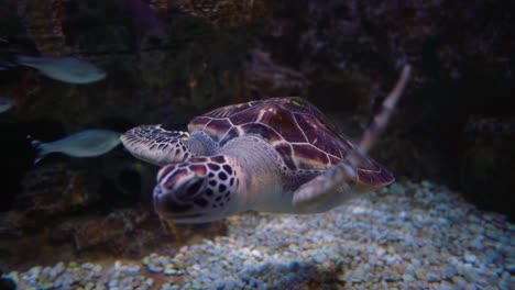 Green-sea-turtle-(Chelonia-mydas),-also-known-as-the-green-turtle