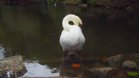 Mute-Swan-Standing-In-The-River-Preening-Its-Feathers-In-Boscawen-Park,-Truro,-England