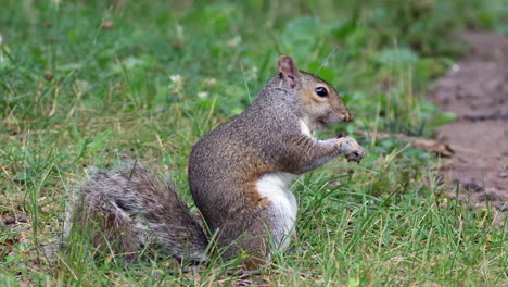 Una-Ardilla-Comiendo-Una-Nuez-En-El-Césped