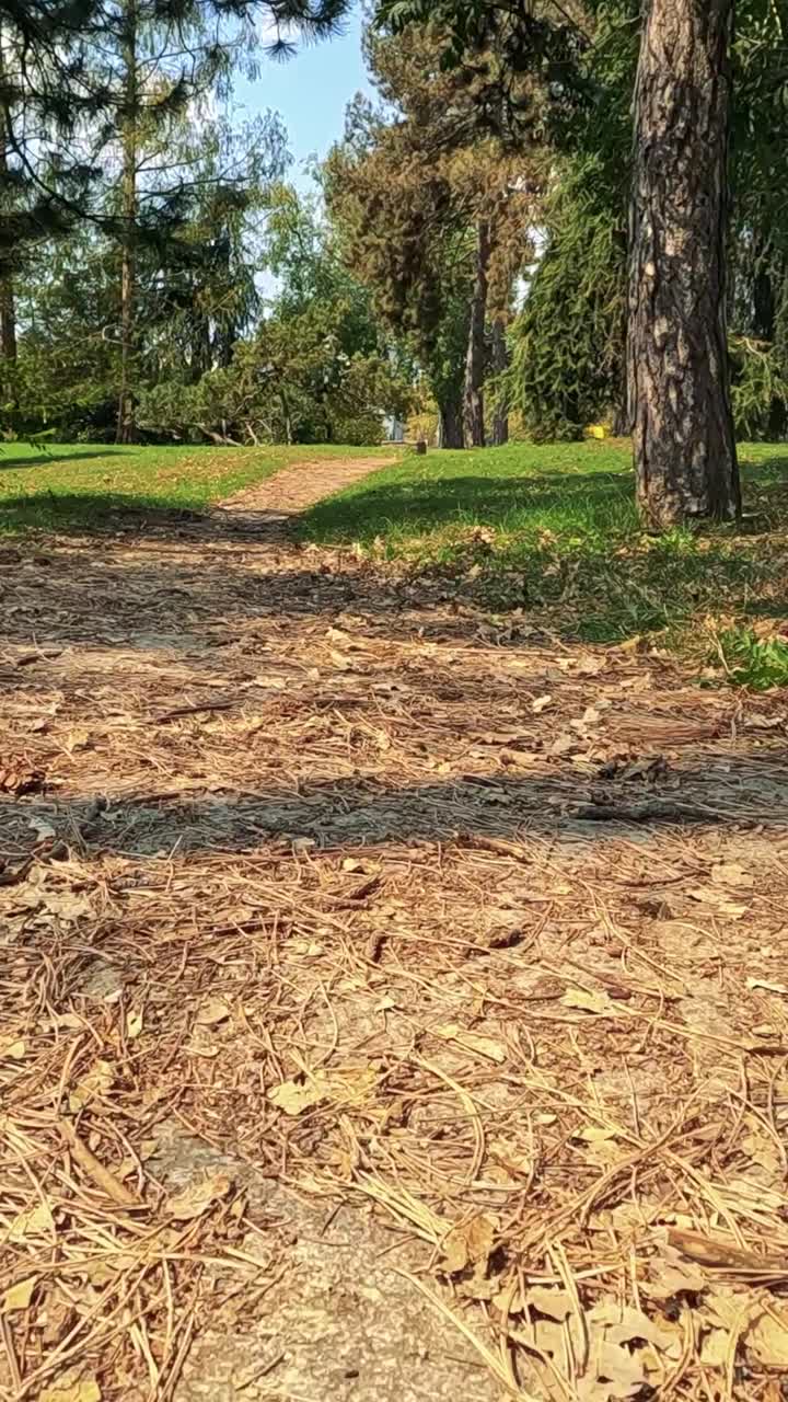 un paseo sereno a través de un parque de hojas