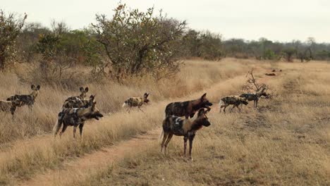 large pack of african wild dogs crossing a two track, greater kruger