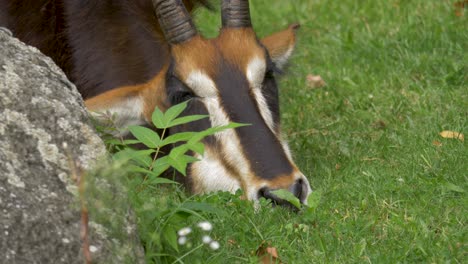 Nahaufnahme-Einer-Müden-Schlafenden-Rappenantilope,-Die-Auf-Einer-Wiese-Im-Südlichen-Afrika-Liegt