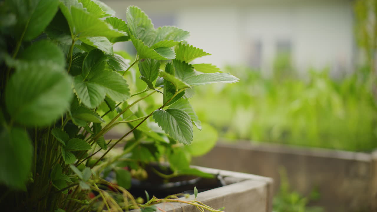 Strawberry plants in a raised garden bed