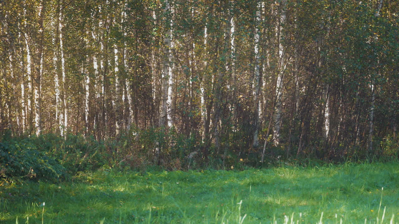 노란 잎이 버드 숲의 배경에 떨어지고 있습니다.