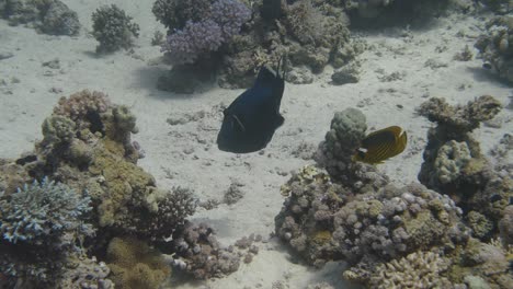 big blue triggerfish swimming towards a coral structure and taking bites from it in 4k