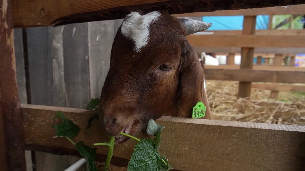 goat eats grass and doesn't seem disturbed