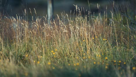 a close-up shot of the dry ears of grass swaying in the wind