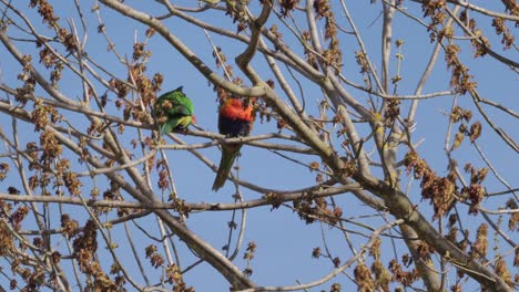 rainbow lorikeets moving and sitting on tree branch