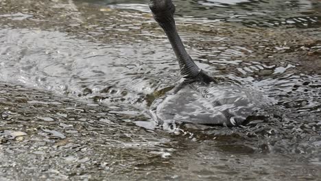 slow motion waves around swan foot