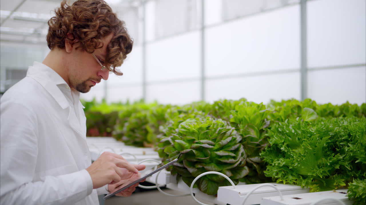 Laboratory technician in a white coat, holding a tablet while analysing plants grown with the Hydroponic method in a greenhouse