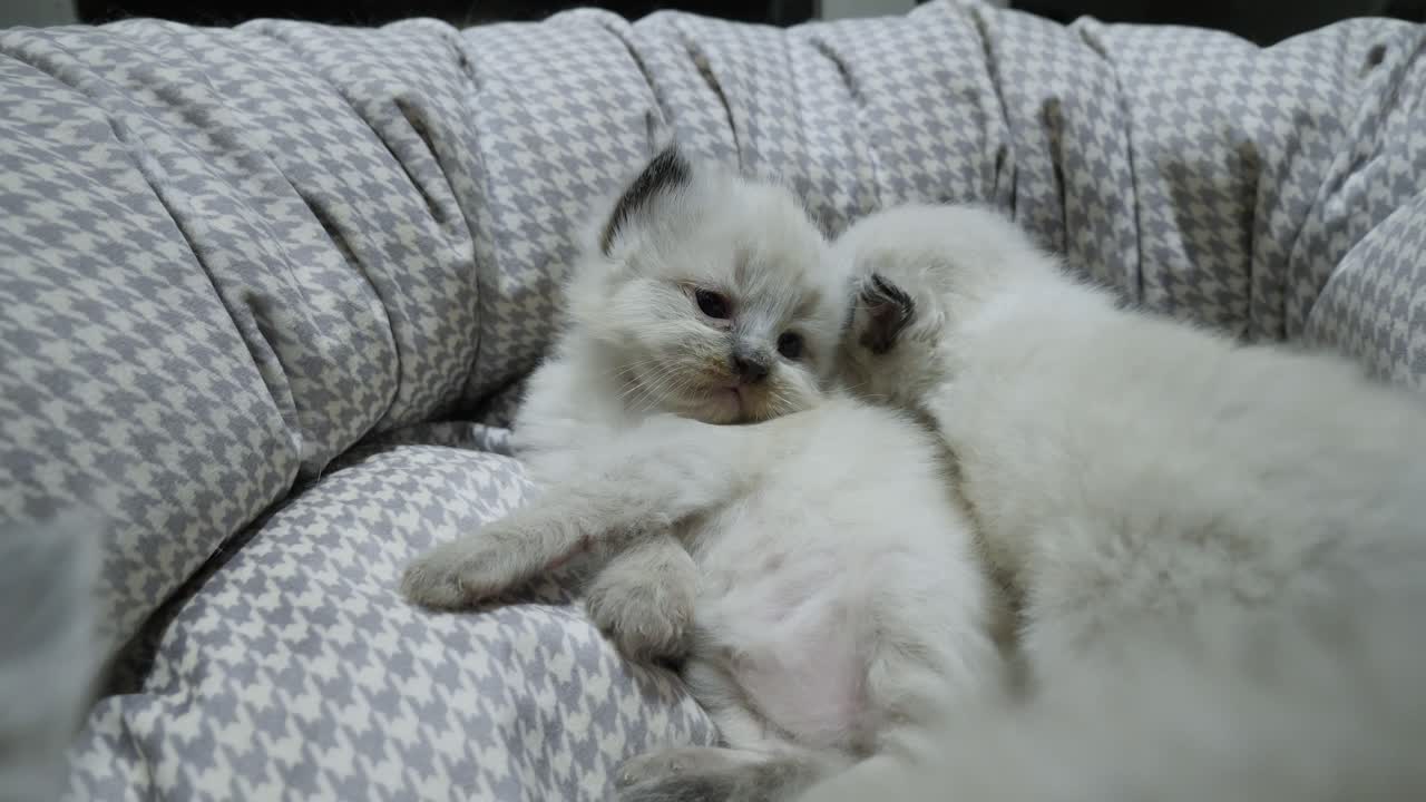 confortevole - cucciolata di gattini che si riposano comodamente