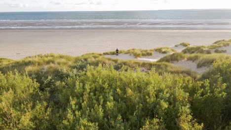 Drone-Pilot-flying-drone-over-sandy-beach,-dunes-grass-to-ocean-in-sunlight---Aerial-view