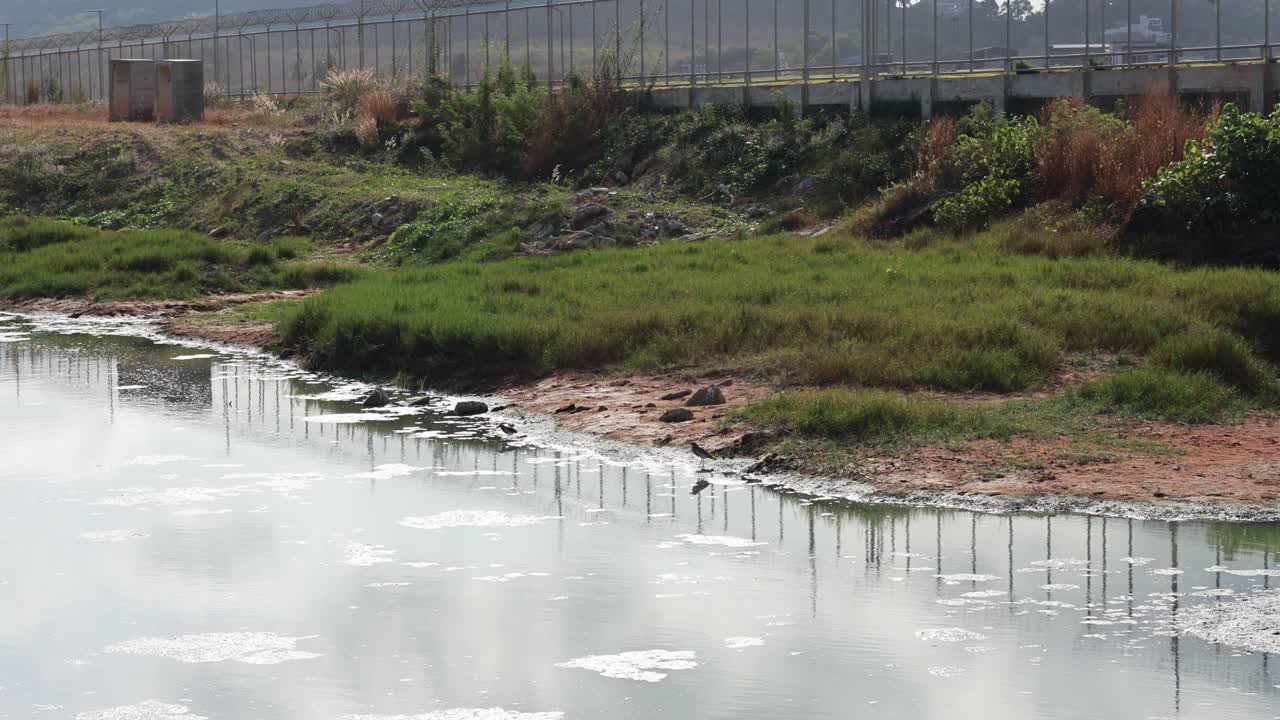 Serene pond with lush greenery and calm waters under soft daylight in Phuket, Thailand. Captured with smooth camera movement
