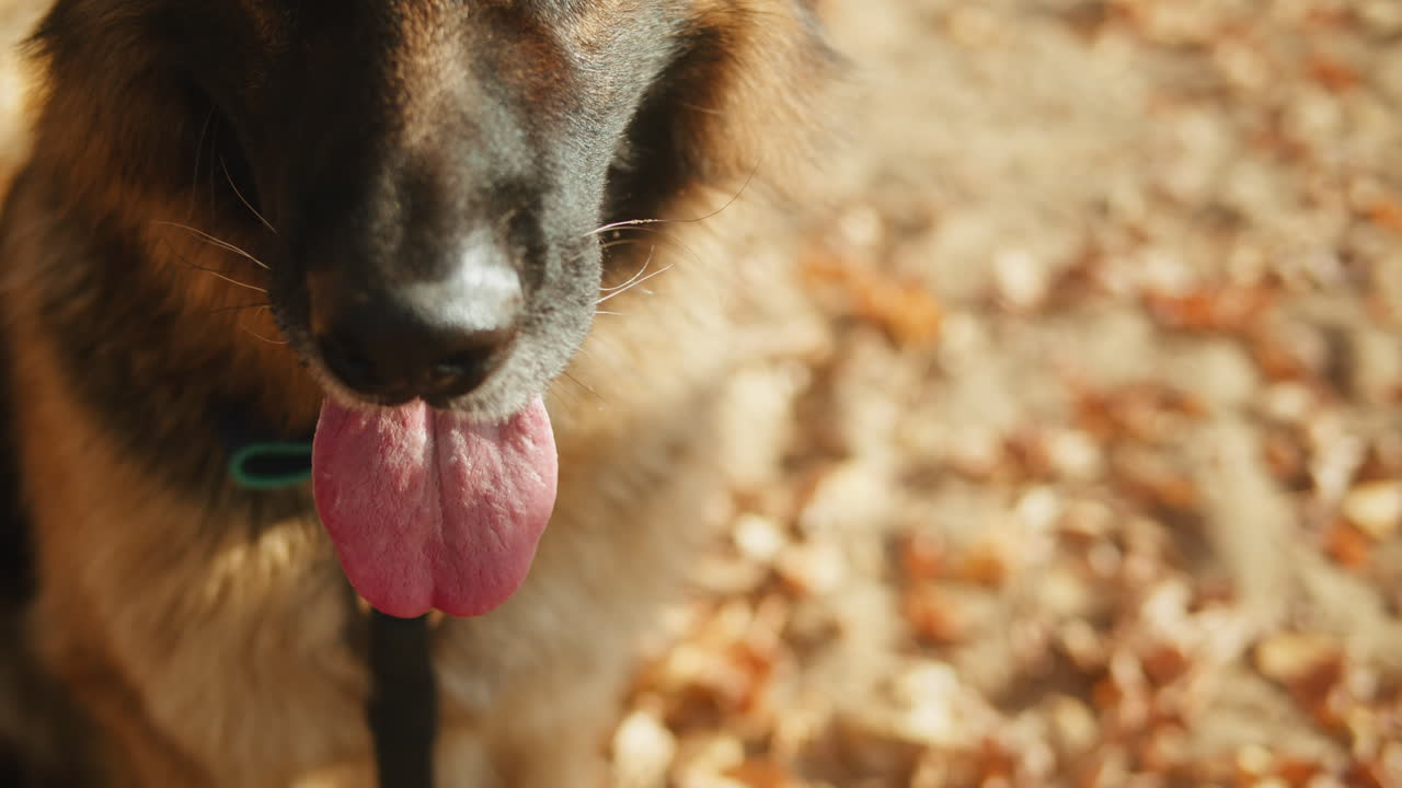 German Shepherd Dog with Tongue Out in Autumn Park