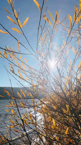 autumn lake scenery