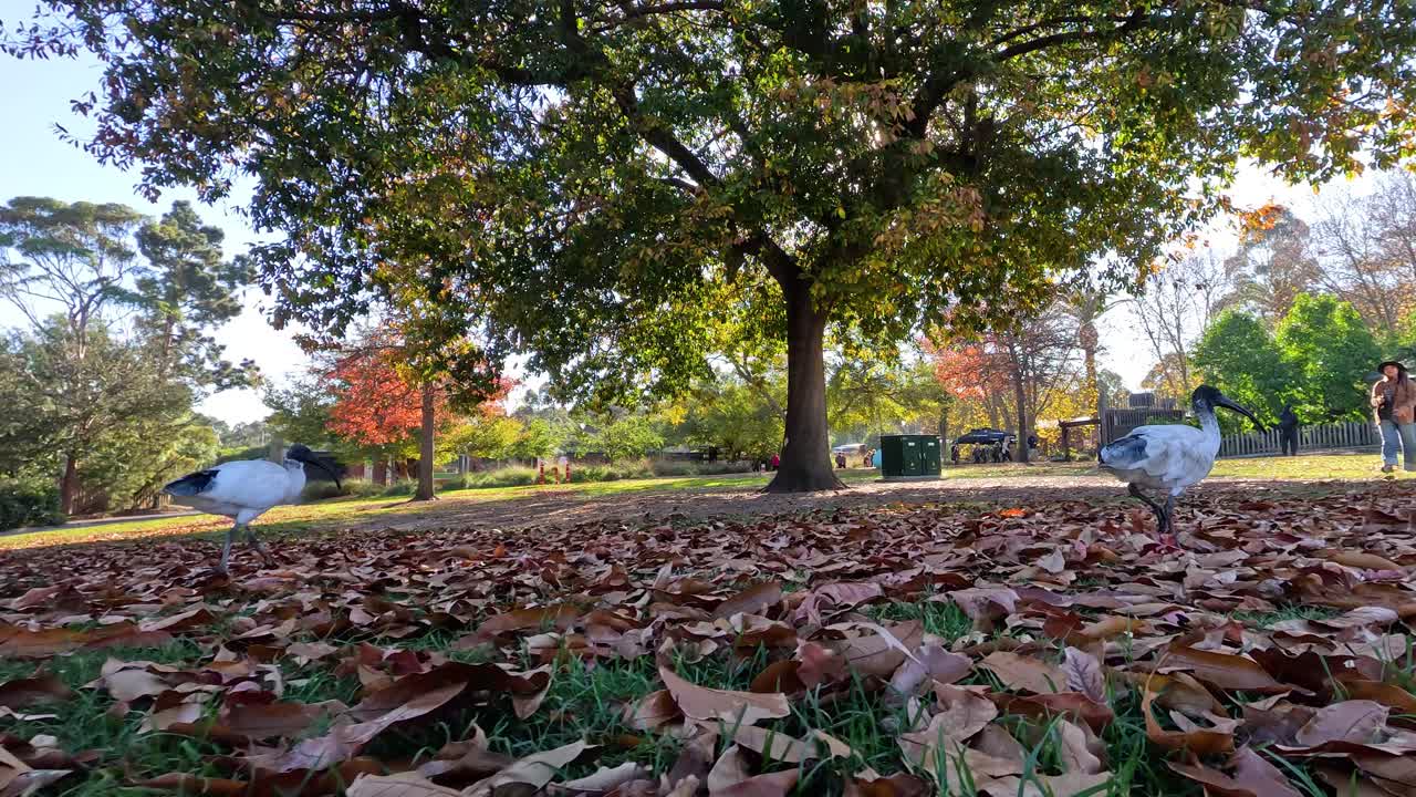 멜버른 공원 에 있는 새 들 과 사람 들