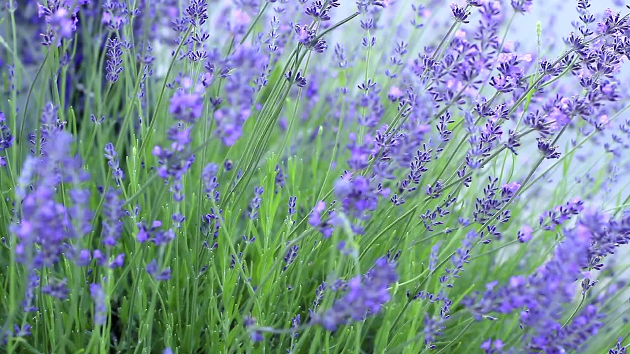 Piante di lavanda in un campo senza persone, filmato stock