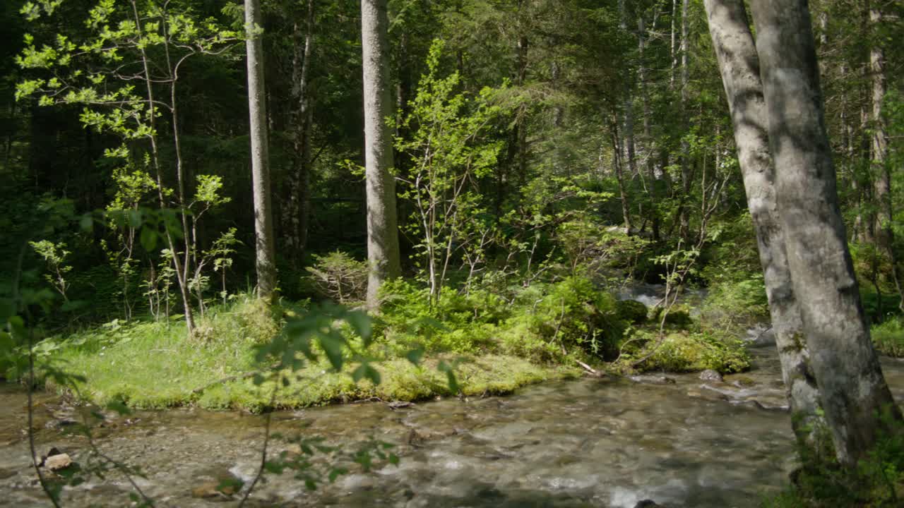 bosque profundo y arroyo de agua | grindelwald suiza cueva en el cañón del glaciar, europa, 4k