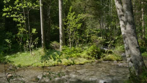 deep forest and water stream | grindelwald switzerland cave in glacier canyon, europe, 4k