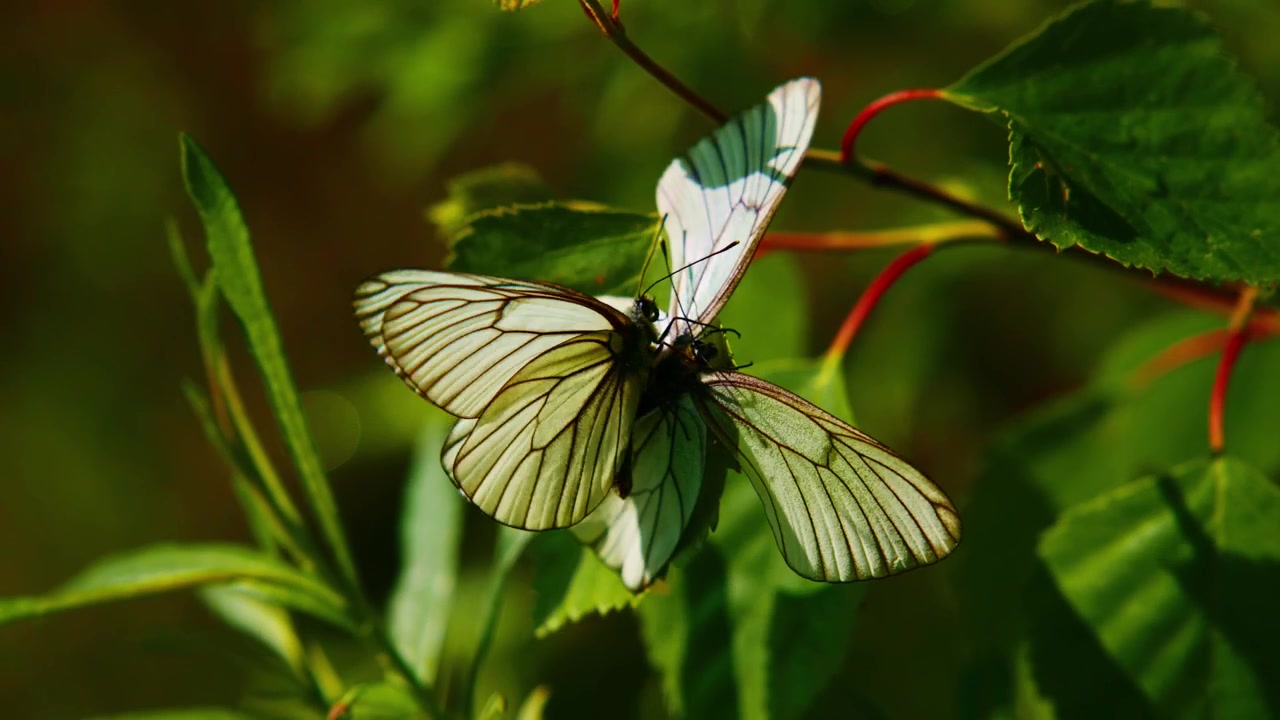 Farfalle bianche svolazzano tra foglie verdi rigogliose. La luce del sole mette in risalto le loro ali delicate e i corpi esili. Il movimento delicato suggerisce una bellezza naturale e serena