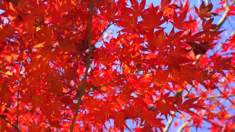 frame filling vibrant red japanese maple leaves tree in slow motion