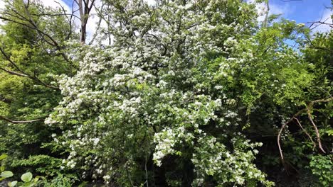 Beautiful white flowers on a wild Sambucus bush near the water stream in rural Ireland, habitat for many birds and insects