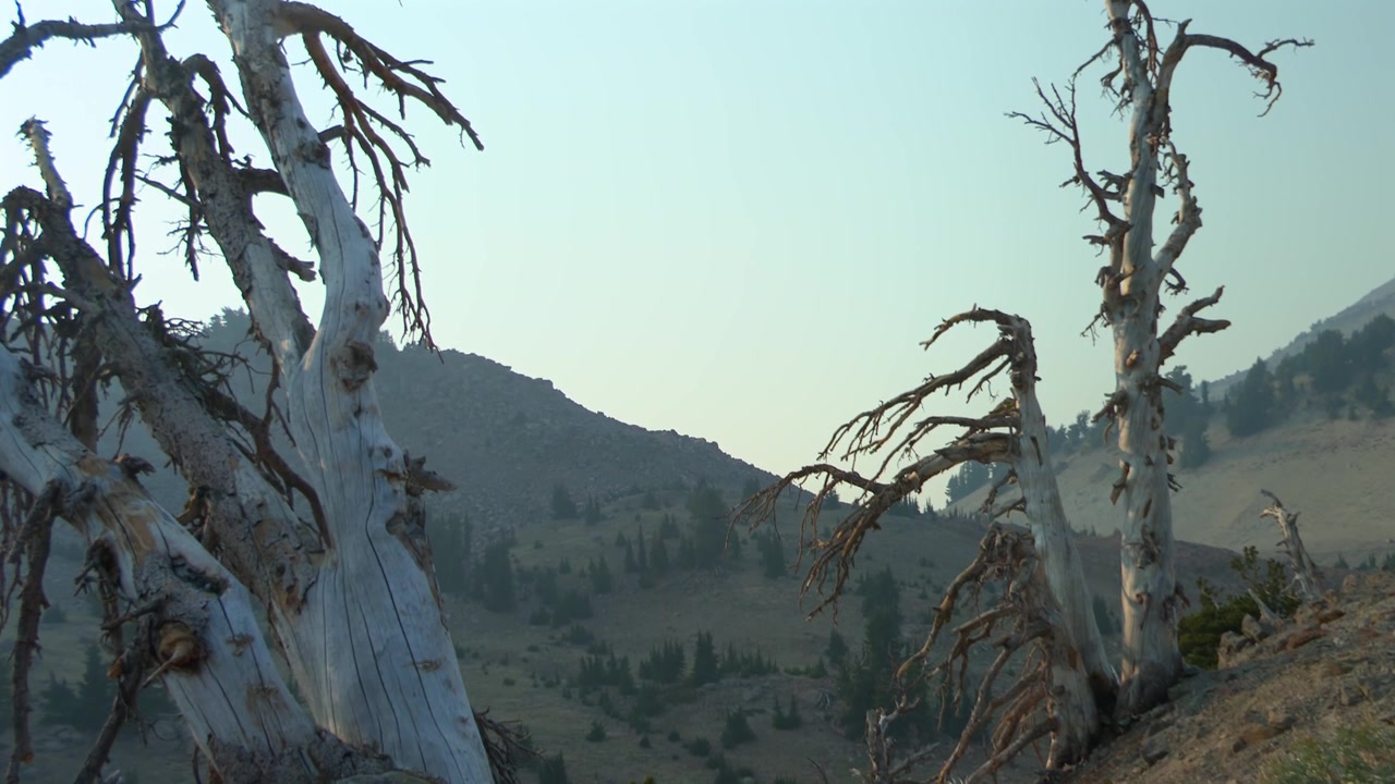 Alberi morti e stagionati che si affacciano su un aspro terreno montuoso vulcanico nel Parco Nazionale Vulcanico di Lassen, California settentrionale, USA. Inquadratura di apertura di un paesaggio selvaggio e panoramico.