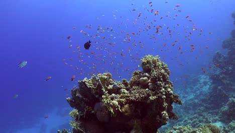 Orange-Anthias-reef-fishes-swimming-over-coral-block-in-the-Red-Sea-with-blue-ocean-in-background