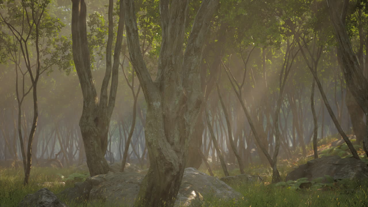 mañana brumosa en el bosque con rayos de luz en el bosque