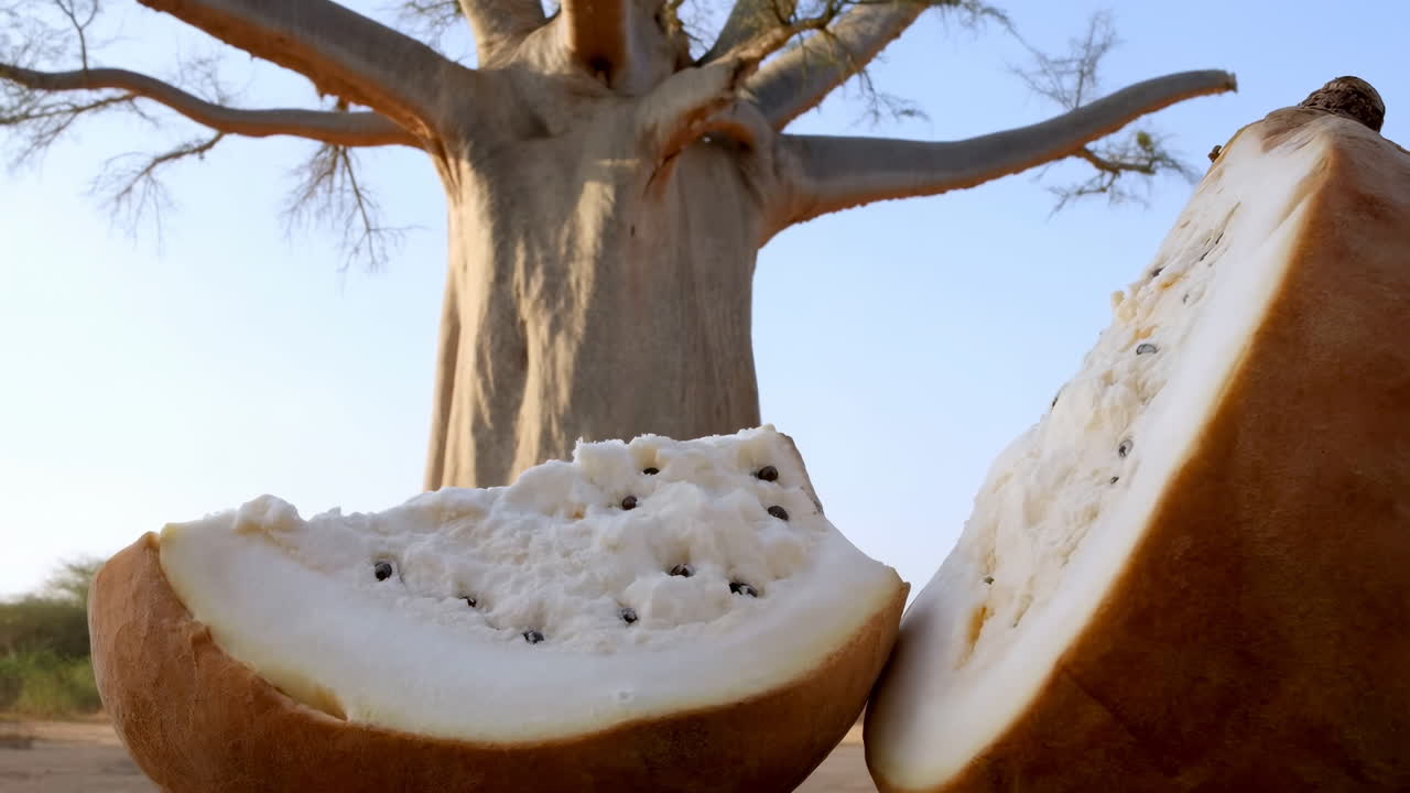 Mezze di frutto di baobab in primo piano con l'albero, polpa bianca illuminata dal sole costellata di semi contro un massiccio tronco di baobab.
