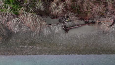 Bird's-eye-View-of-shore-with-logs-and-tree-tops-in-Gig-Harbor,-Washington-State