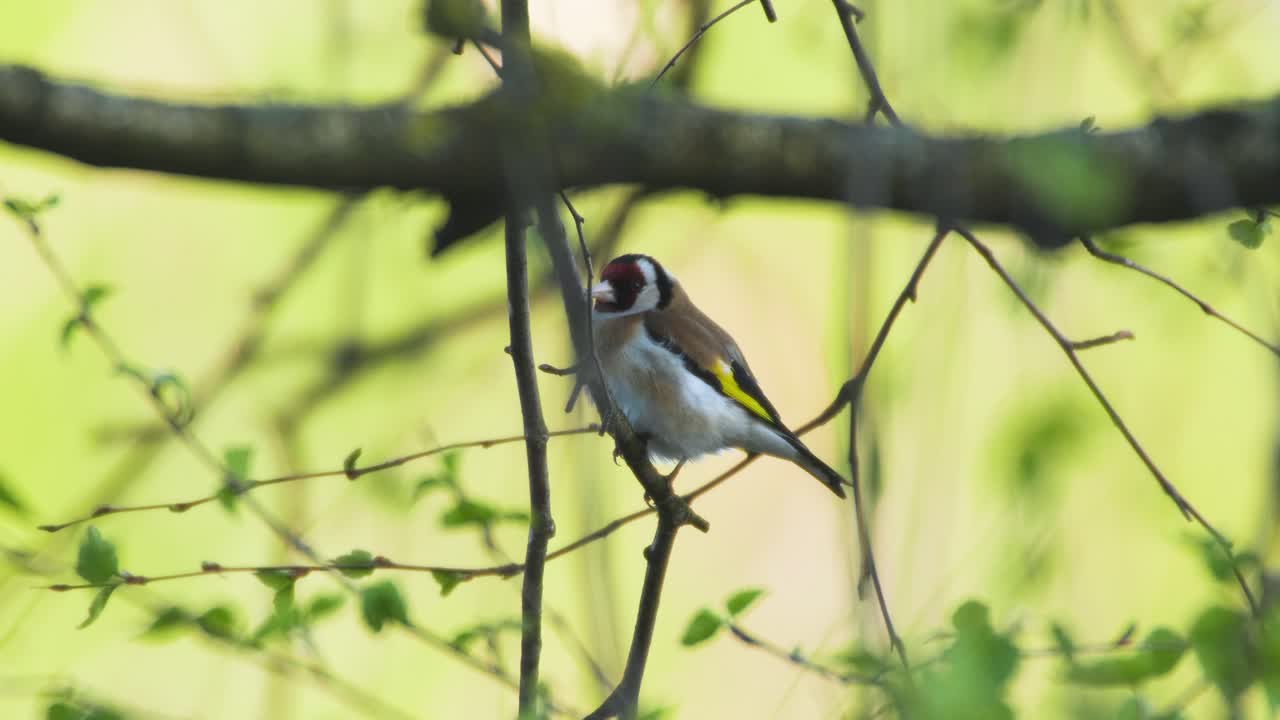 goldfinch carduelis carduelis 다채로운 나무-1