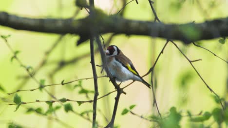 Jilguero-Carduelis-Carduelis-Colorido-En-El-árbol-1