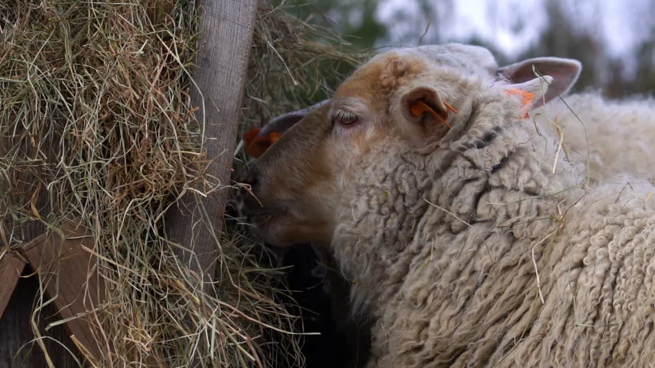 ovejas totalmente lindas con pelo de jengibre en la cabeza miran a la cámara y se alejan hacia el heno en el comedero, dado como alimento suplementario en invierno
