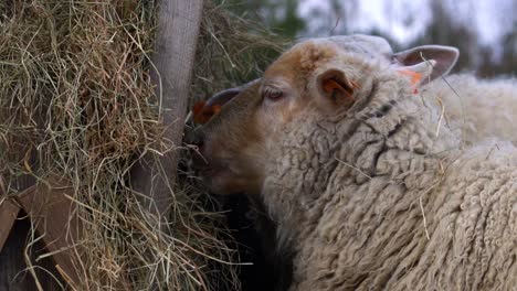 totally cute sheep with ginger hair on its head looks at camera and turns away towards hay in feeder, given as supplementary feed in winter