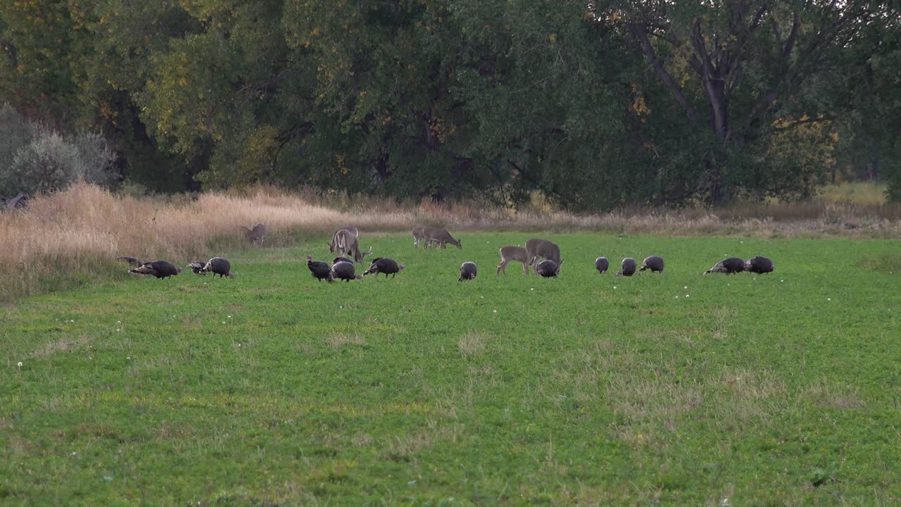 Wildlife Scene Filled with Deer and Wild Turkeys in a Grassy Field