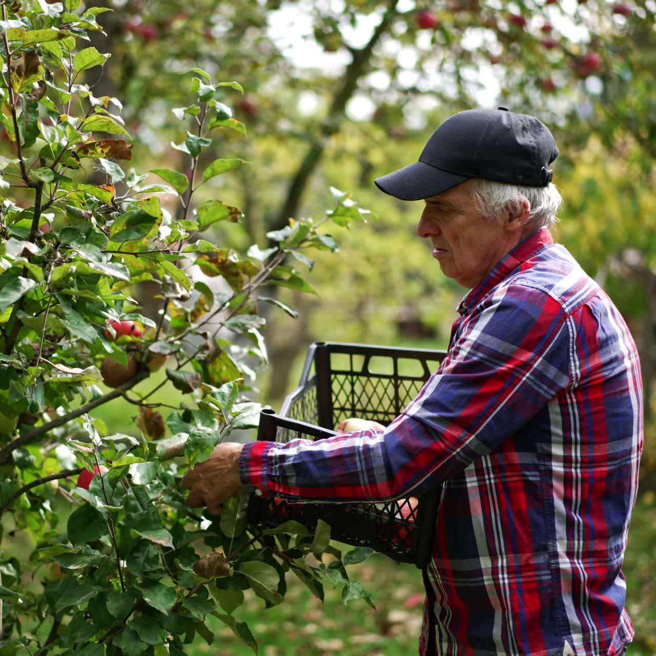 Picking apples from a young apple tree. Old farmer gathers fruit looking at it carefully and then puts them into the box