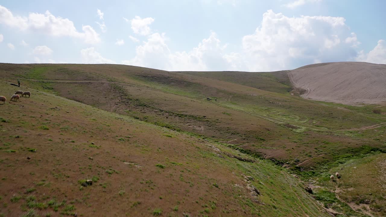 Gregge di pecore in fuga dal drone, colline desertiche verdi, gregge di pecore bianche.