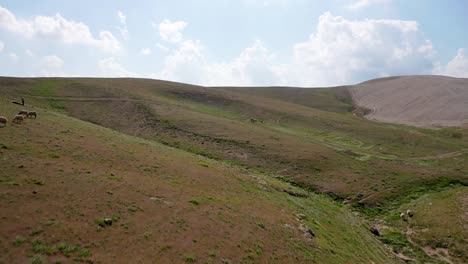 Schafherde-Läuft-Vor-Drohne-Davon,-Grüne-Wüstenhügel,-Weiße-Schafherde