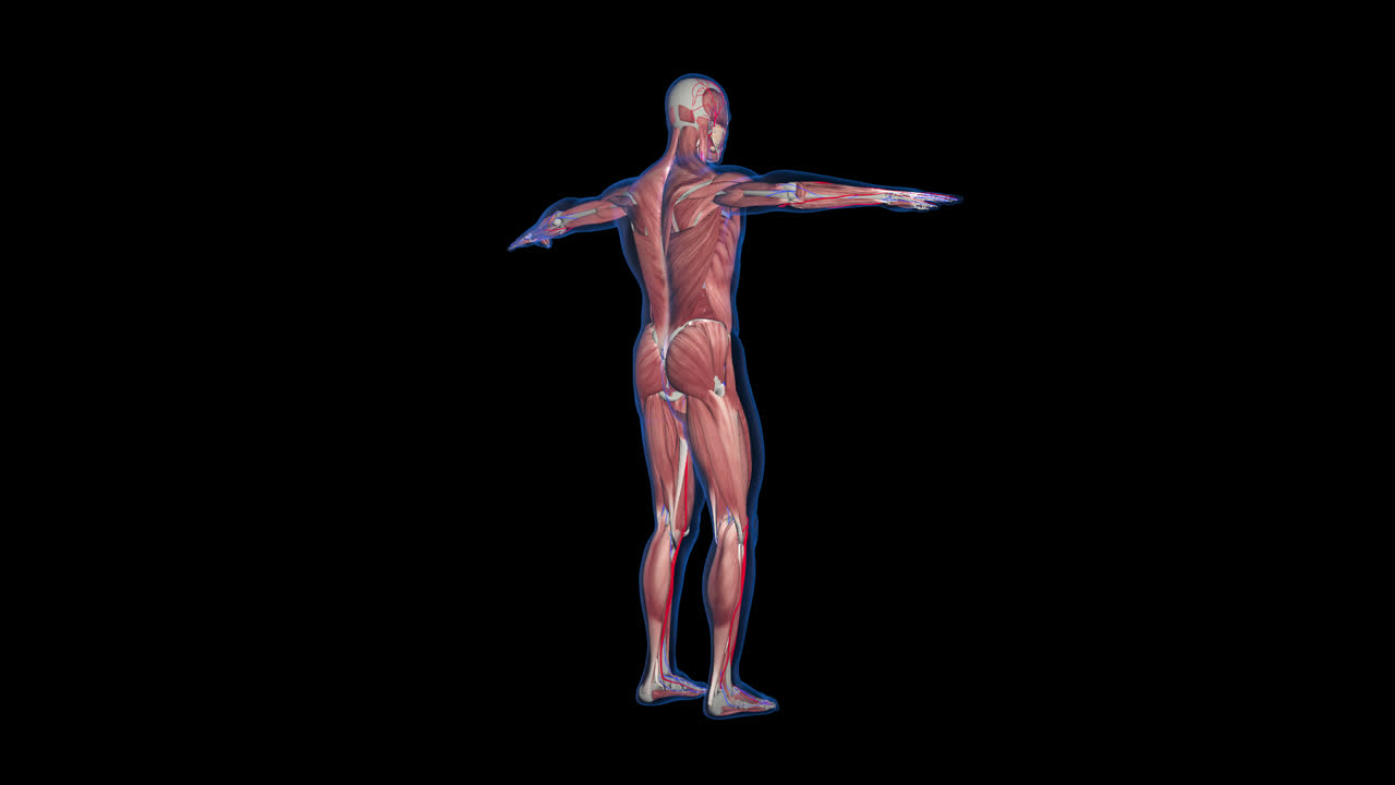 Man Anatomy Muscle With Alpha Channel