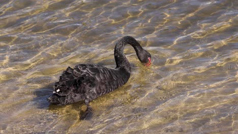 un cisne negro se desliza a través del agua clara