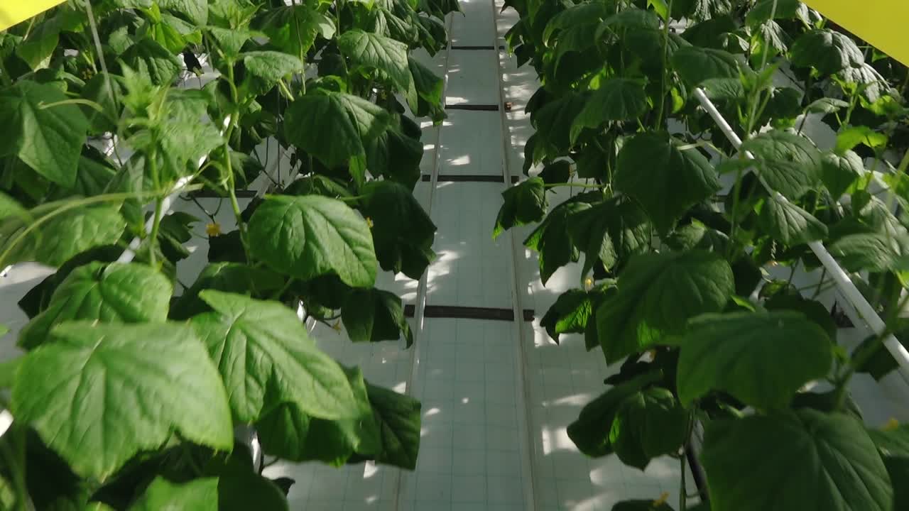 Rows of healthy cucumber plants with large green leaves thrive in a controlled greenhouse environment under diffused natural light, supported by vertical strings.